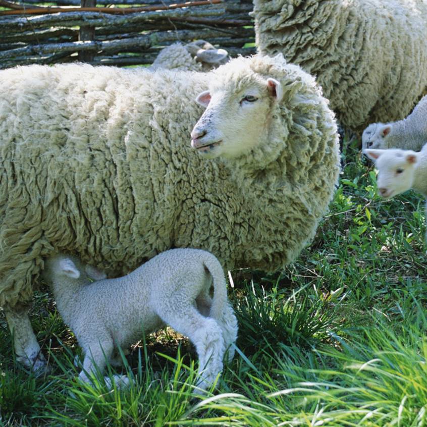 Industria lana oveja