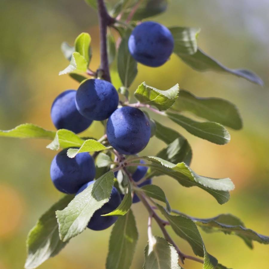 6 frutas del bosque con propiedades medicinales