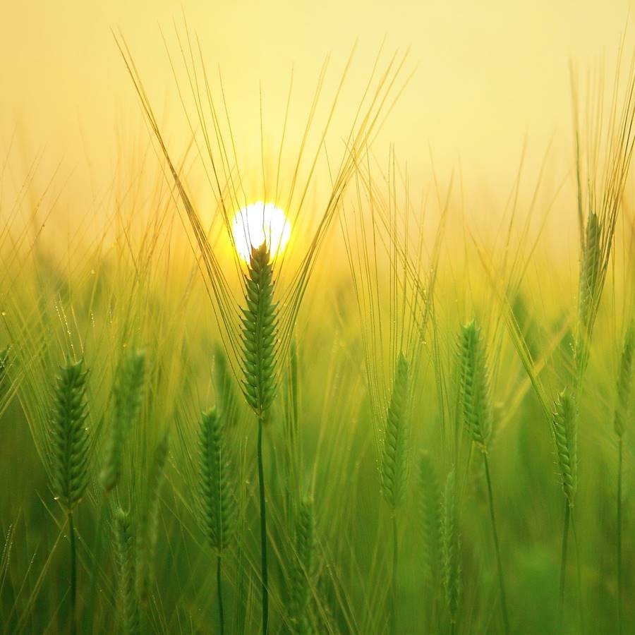 Alergia, sensibilidad al trigo y enfermedad celíaca: ¿Cuáles son las diferentes intolerancias al trigo? 