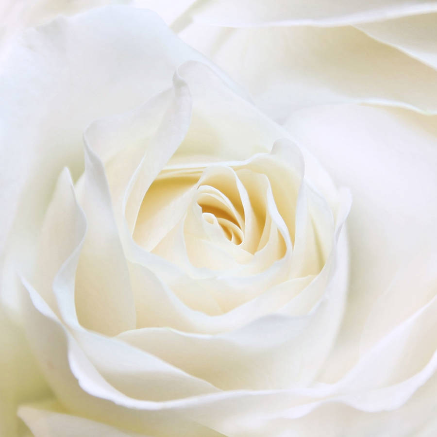 Rosas blancas: el significado simbólico de unas flores que transmiten amor y respeto