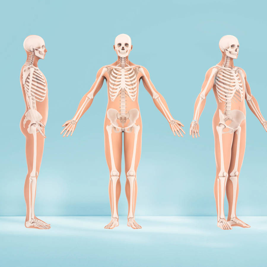 Huesos del cuerpo humano: funciones, tipos y cuántos tenemos