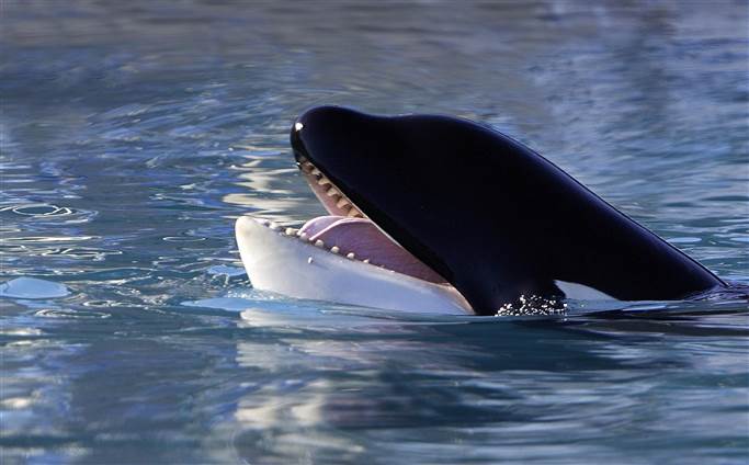 muerte tilikum