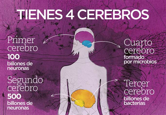 ilustracion cuatro cerebros