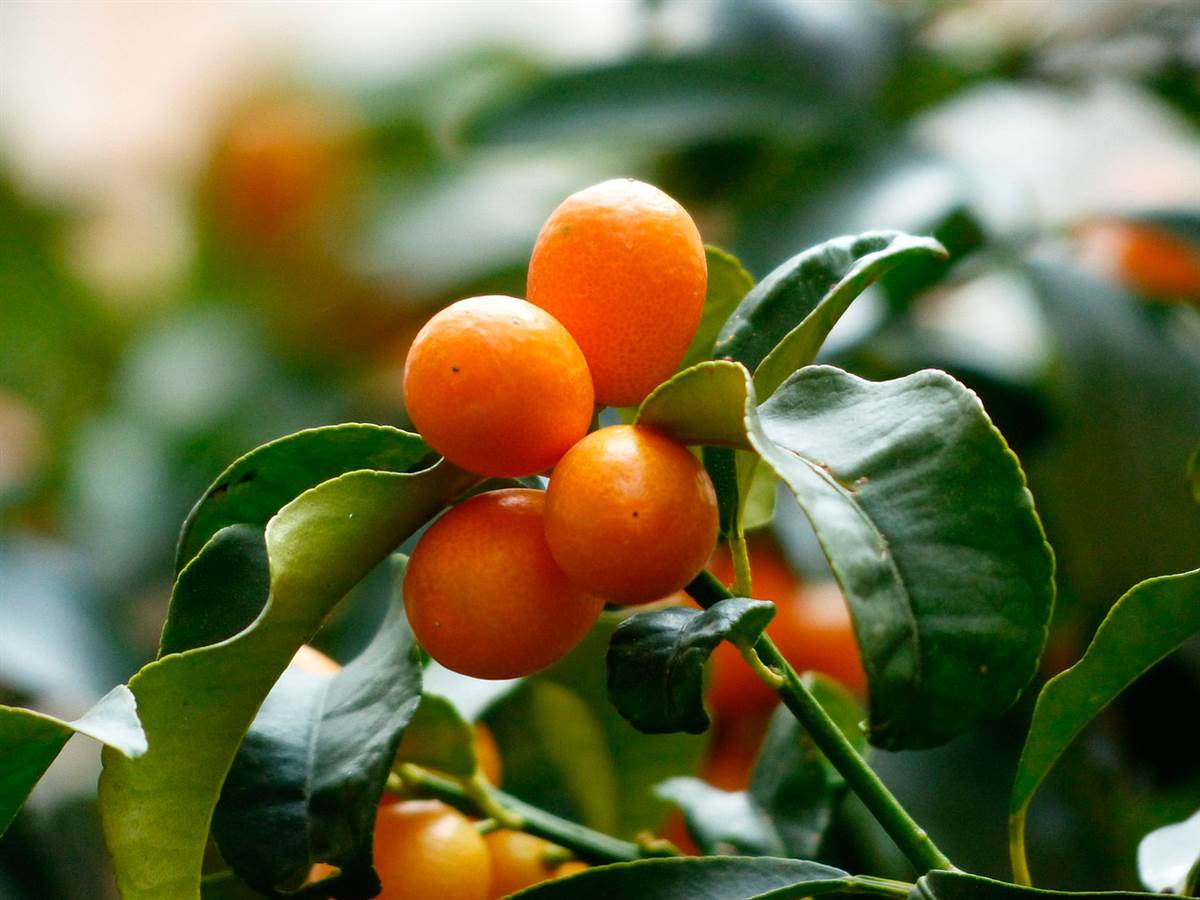 Kumquat