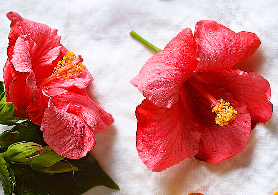 6 flores comestibles para oler y saborear