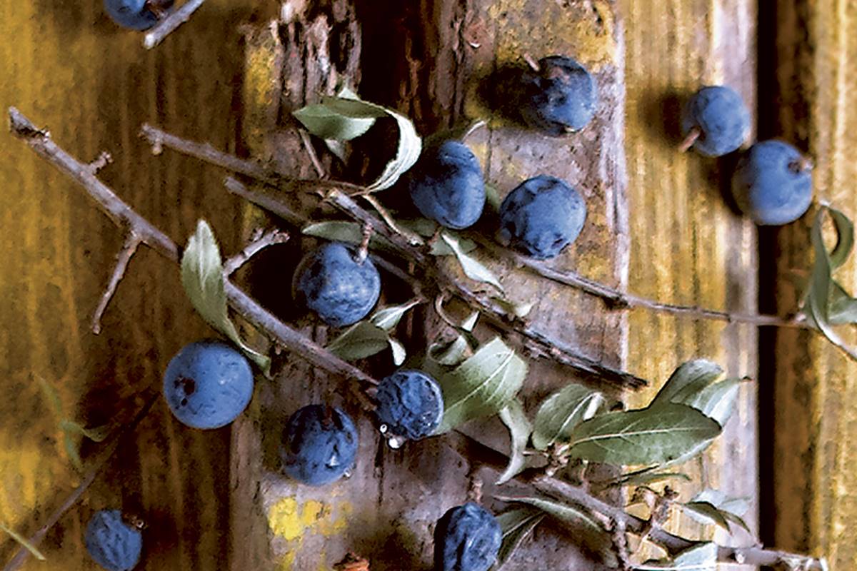 endrinas. Endrinas, una caricia para el sistema digestivo irritado