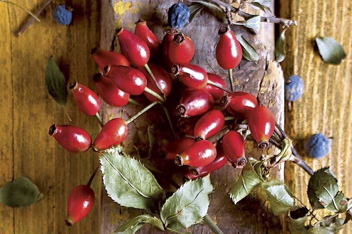 escaramujos. Escaramujos, las bayas que limpian venas y arterias