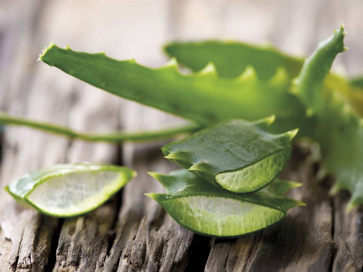 Plantas Medicinales Para Ardor De Estomago