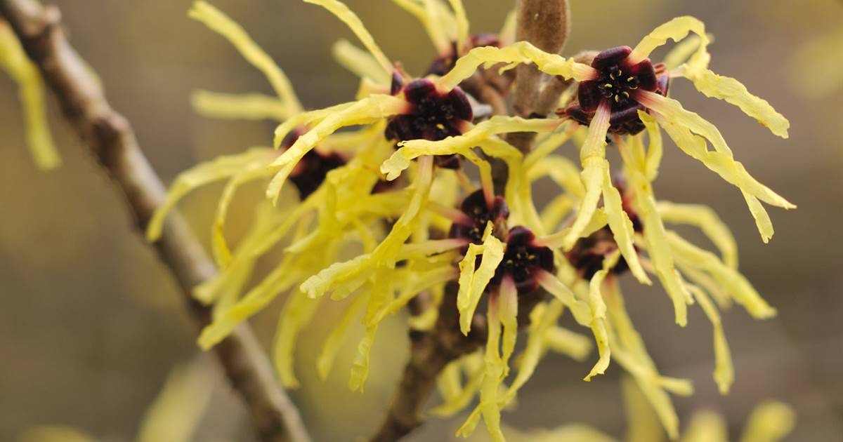 Surtido FALSO Melancolía Varices y hemorroides: tratamiento natural (7 plantas y 4 remedios  naturales)