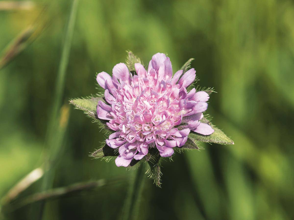 6 plantas para disfrutar de una primavera sin alergias