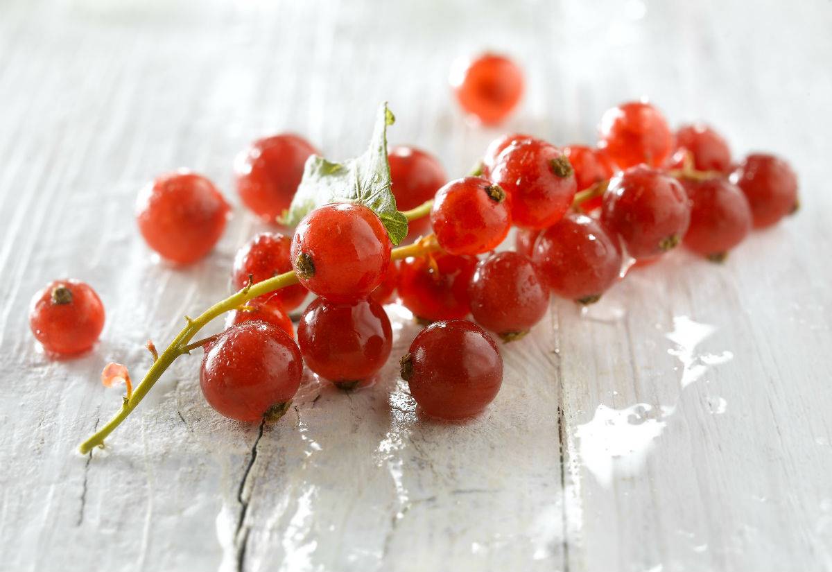 Cuáles son los frutos rojos que retrasan el envejecimiento cognitivo hasta  dos años y medio - LA NACION