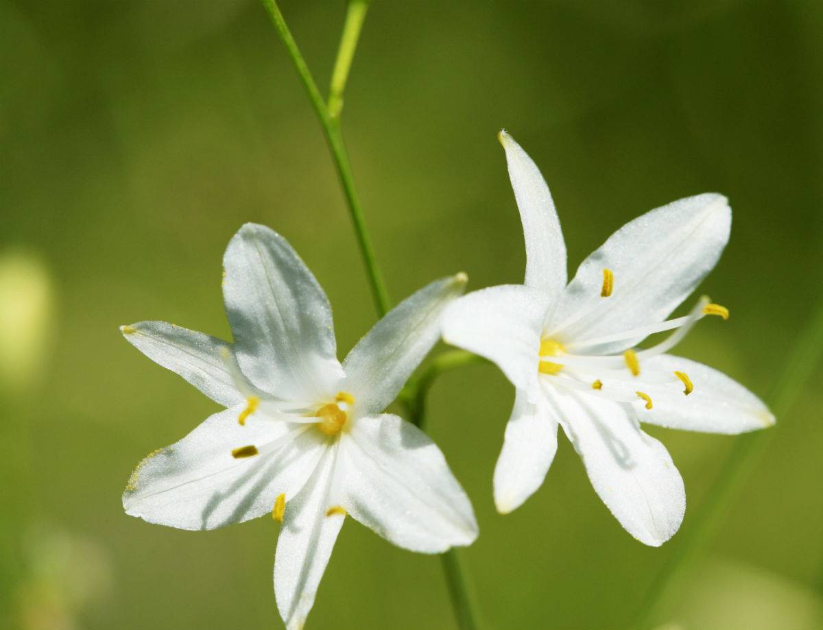 6 Plantas Medicinales Que Puedes Cultivar En Tu Jardin