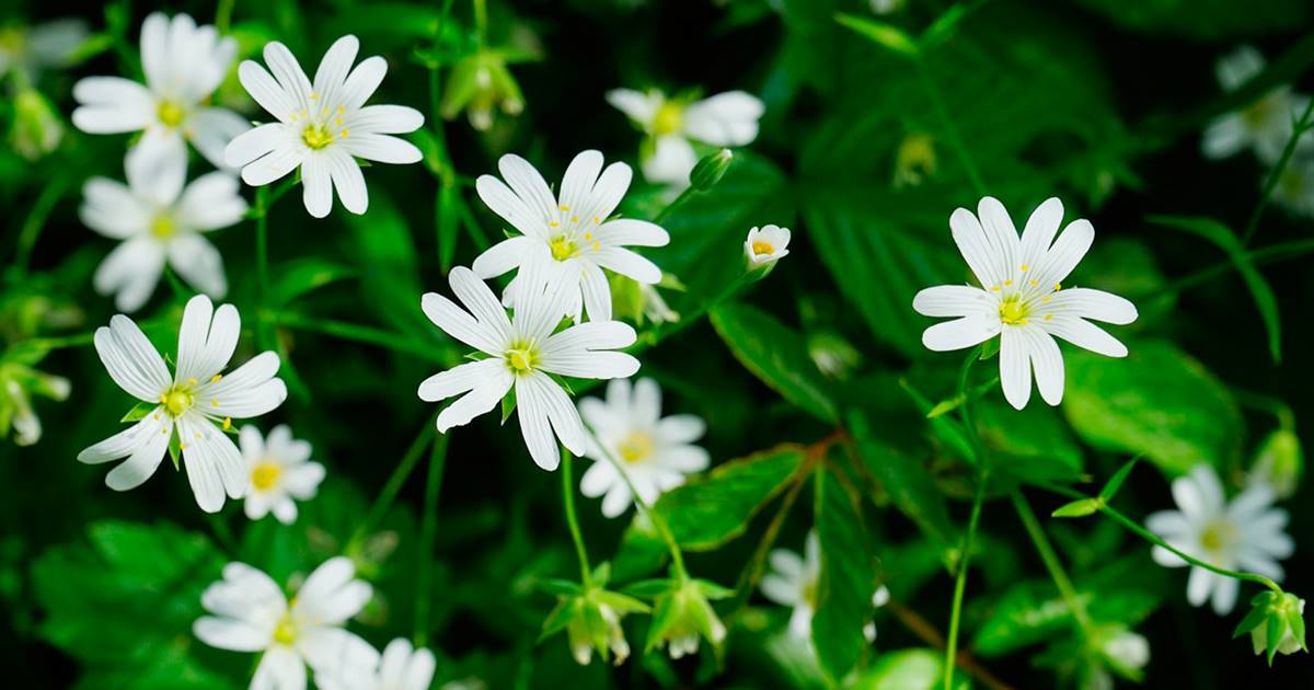 8 Mal Llamadas Malas Hierbas Sanas Y Sabrosas