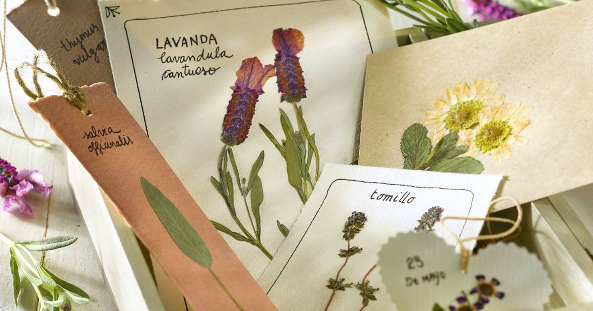 El arte de prensar flores paso a paso El arte de prensar flores paso a paso