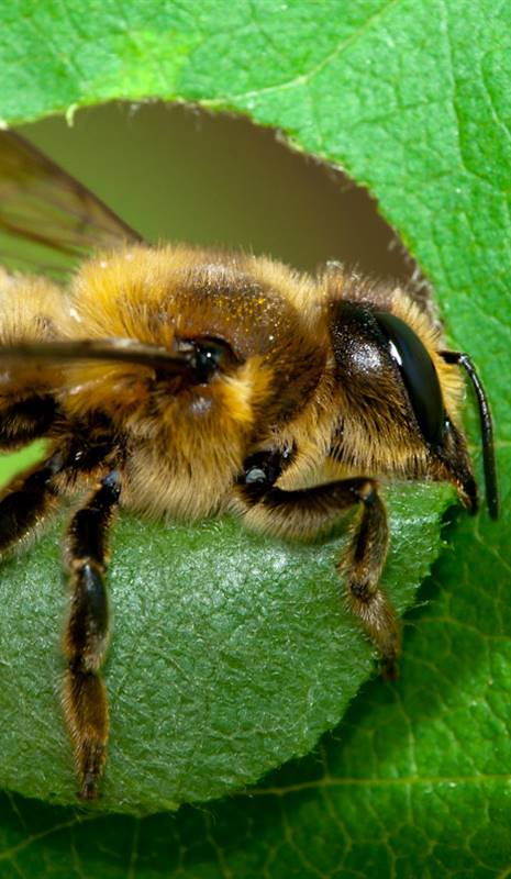 abeja cortadora de abejas