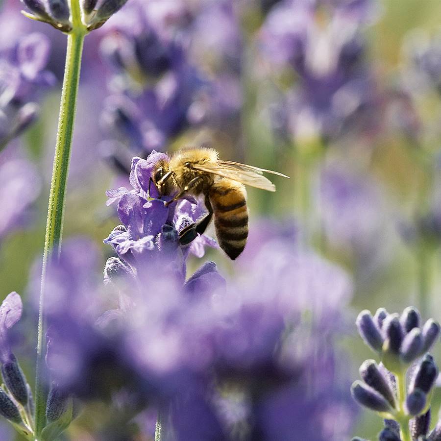 Abeja posada sobre una flor