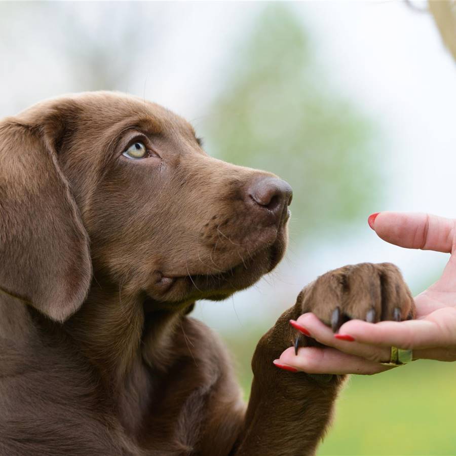 California dice adiós a las fábricas de cachorros