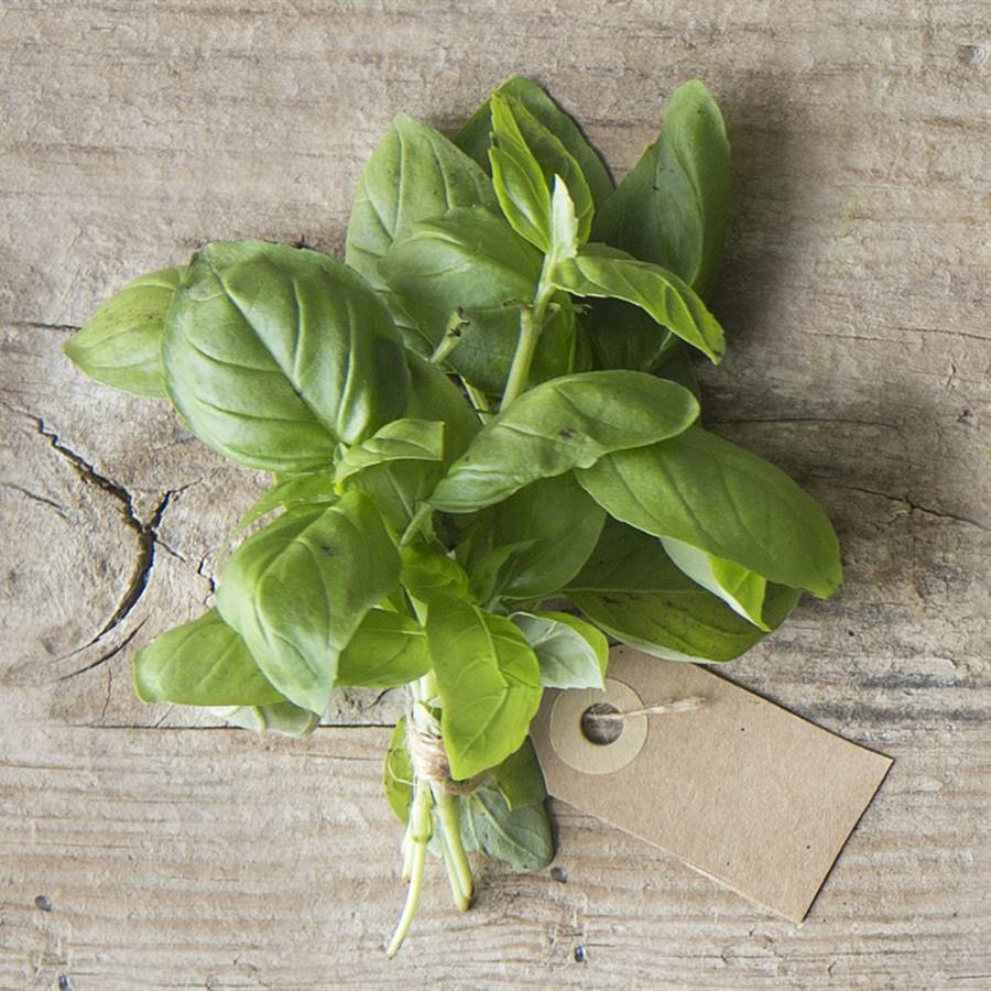 Plantas aromáticas que puedes usar para cocinar