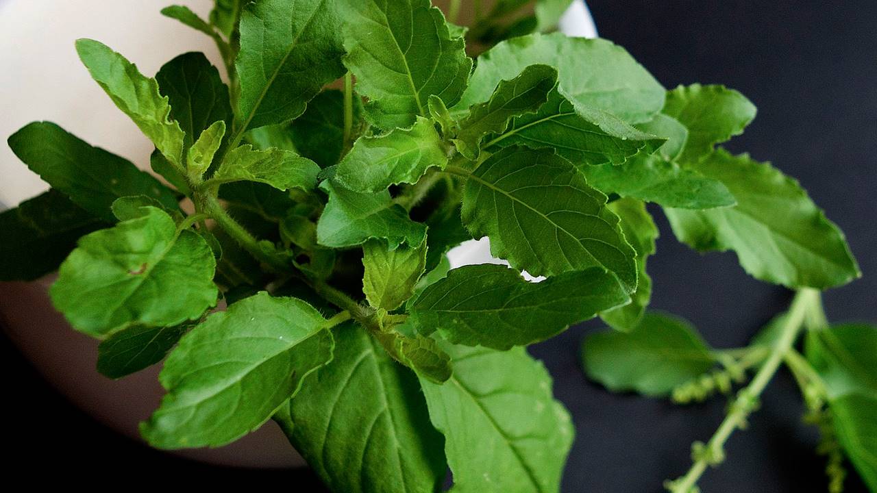 Albahaca Sagrada 6 Propiedades Demostradas Del Tulsi