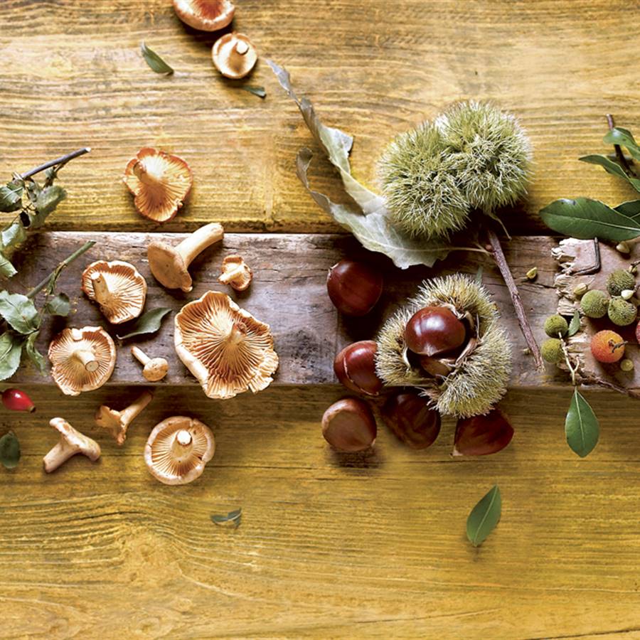 6 tesoros nutritivos que encontramos en el bosque