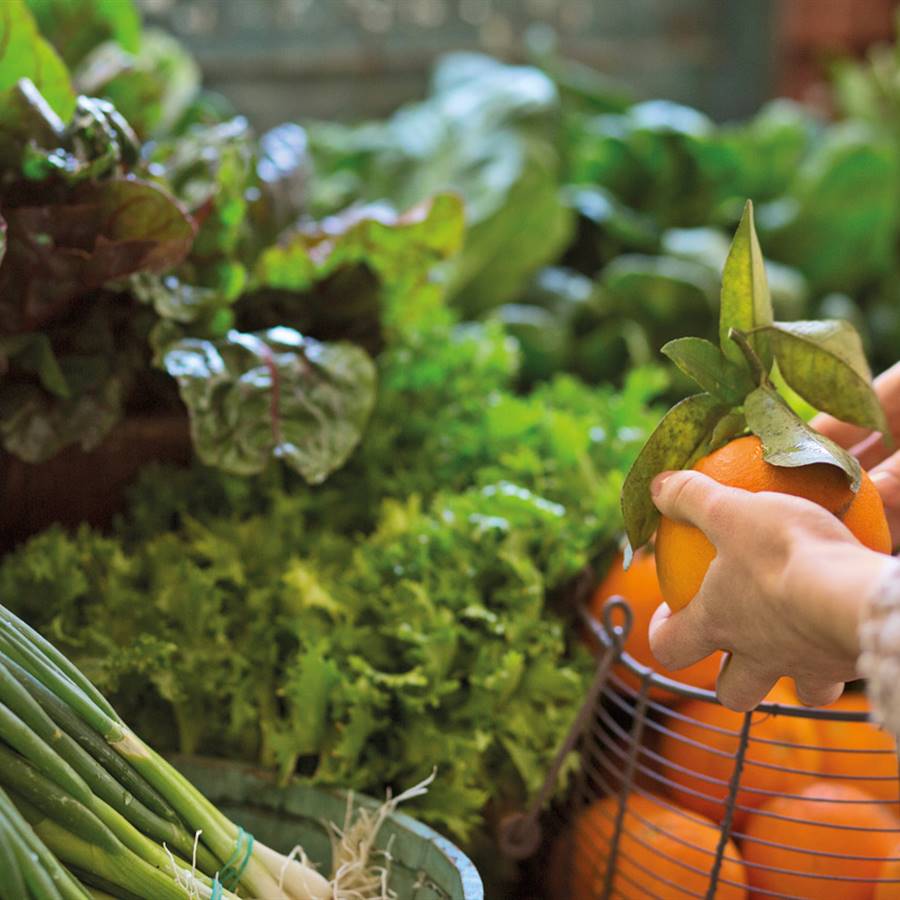 Tenemos derecho a alimentos sanos y limpios