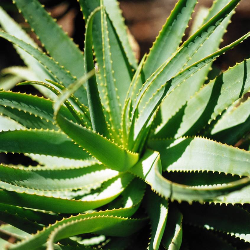 Aloe vera insulina