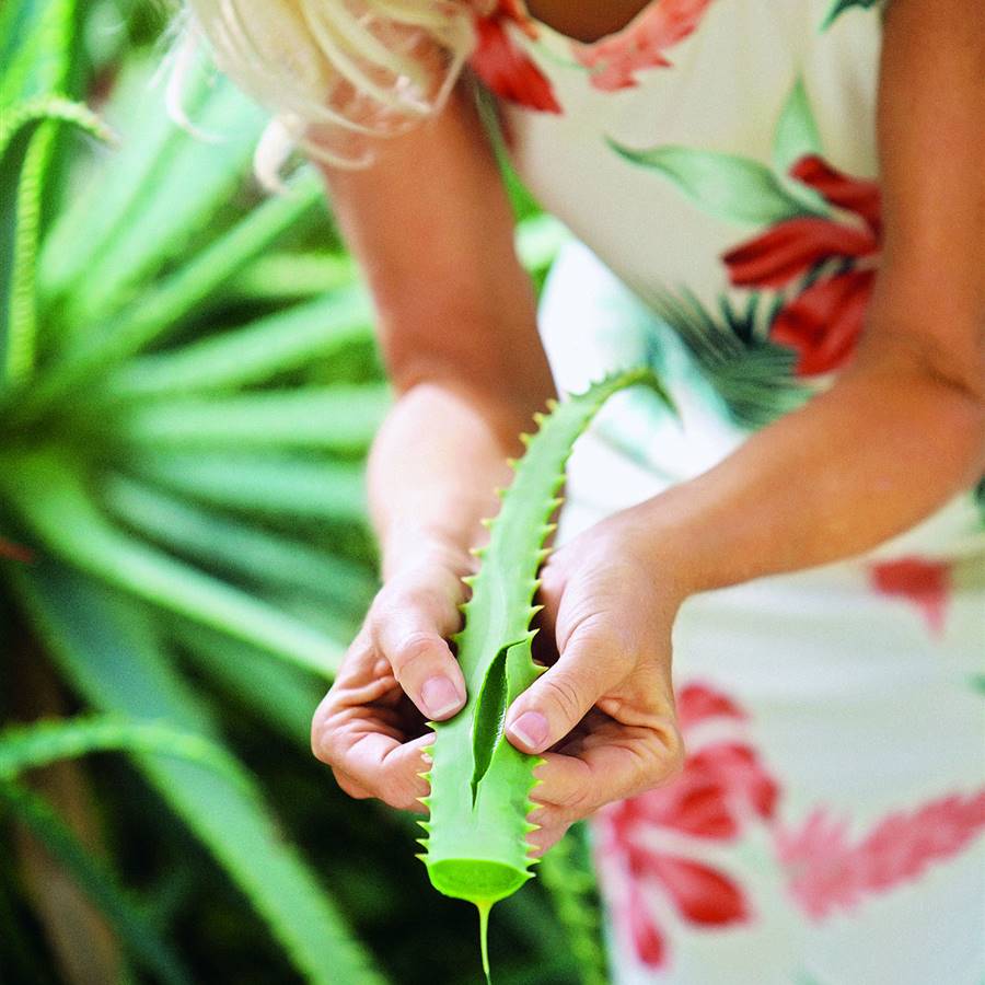 Aloe vera puro - directamente obtenido de sus hojas