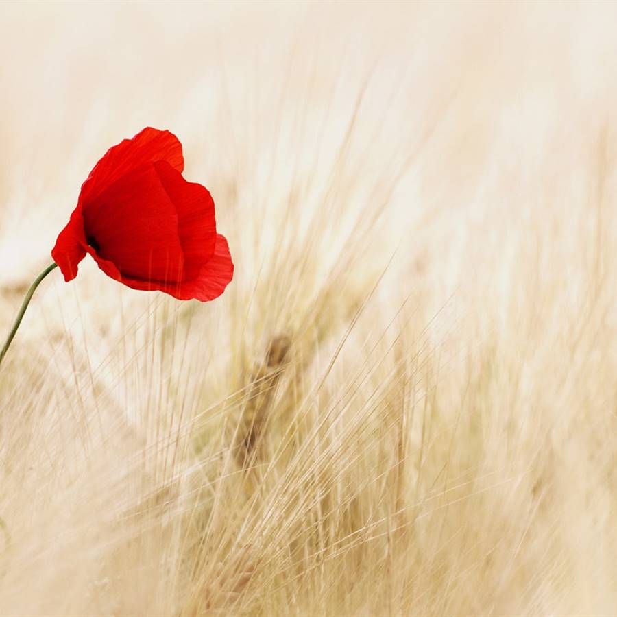 Contra las plagas, "flower power" en lugar de pesticidas