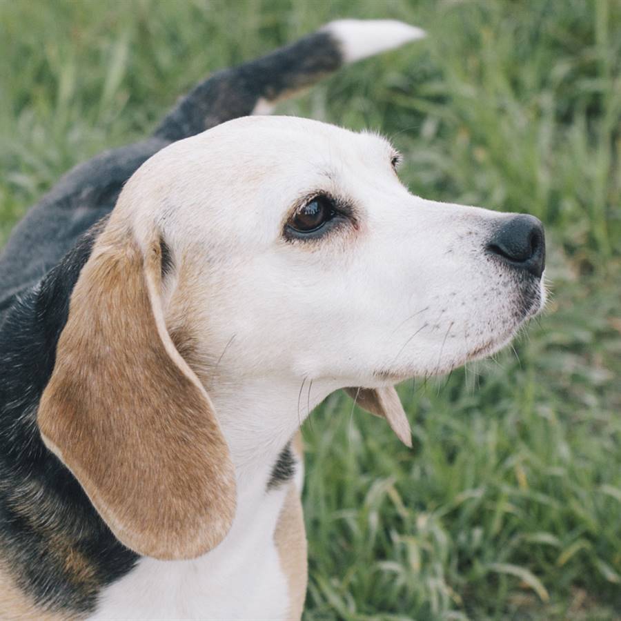 Animales abandonados