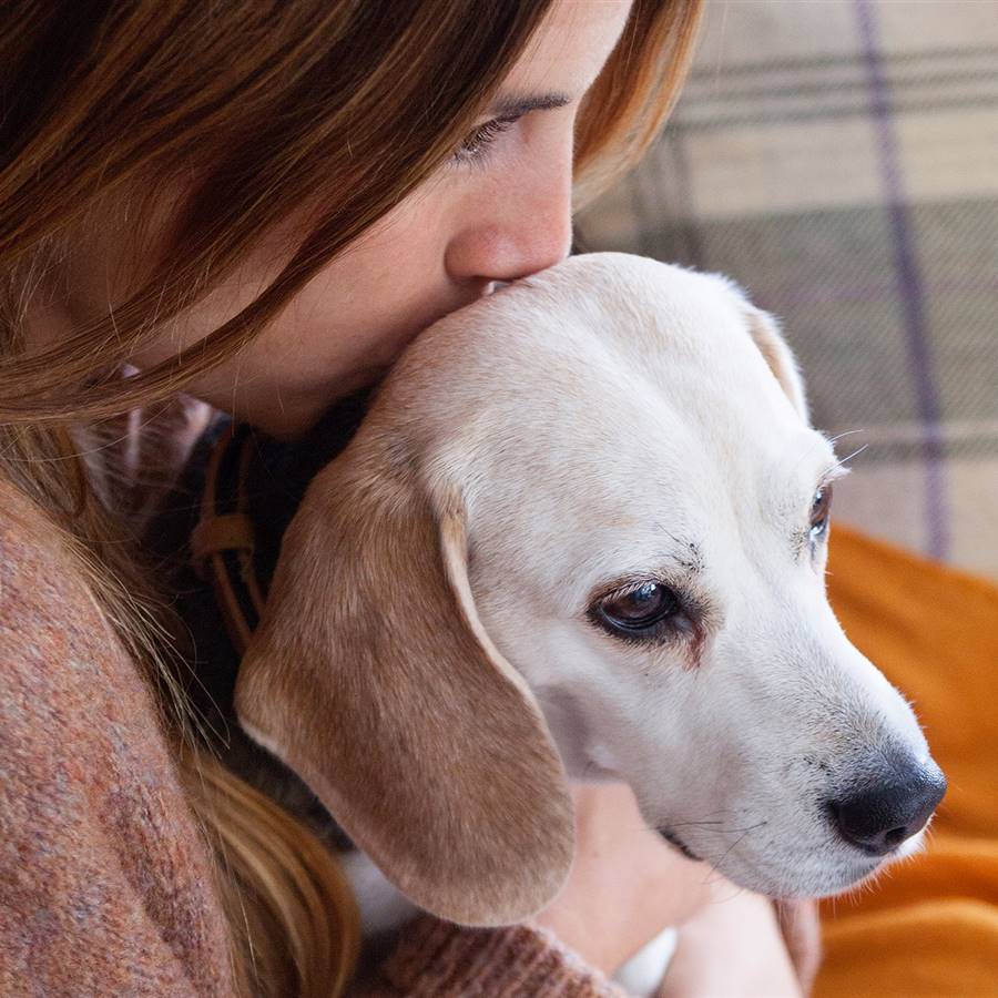 ¿Qué hacer si te encuentras a un animal abandonado?