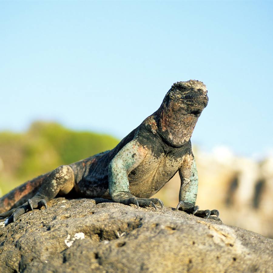 4 mitos sobre los animales exóticos que debemos olvidar