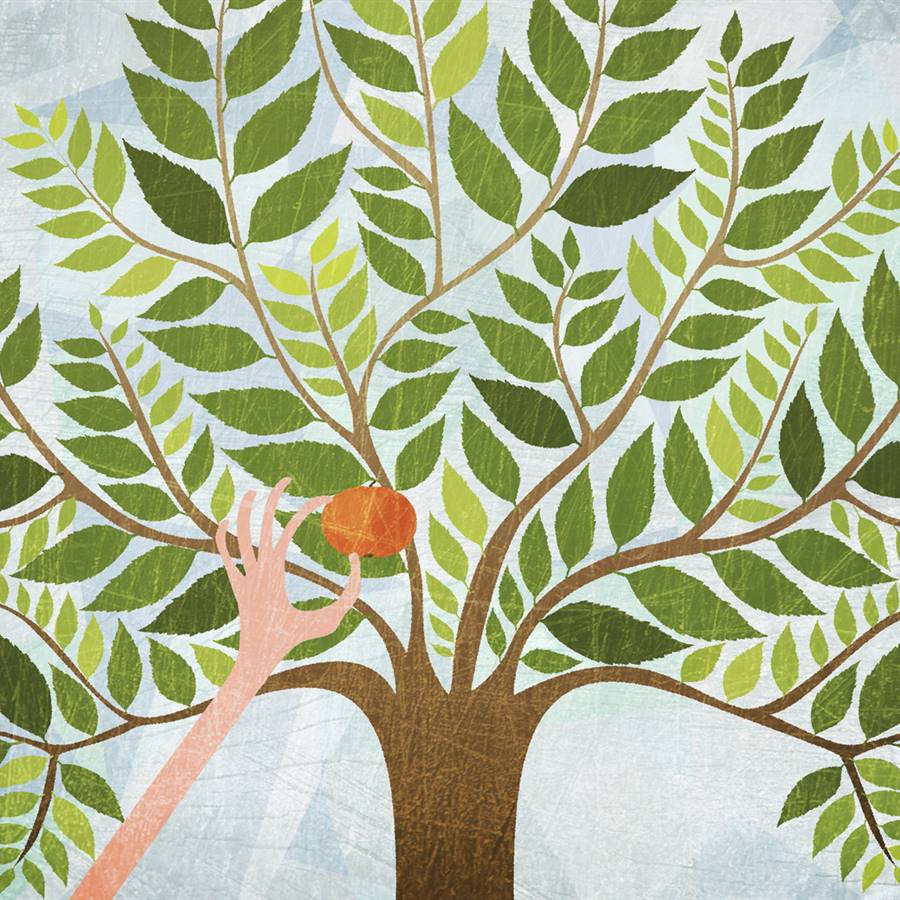 El árbol que cura todos los males