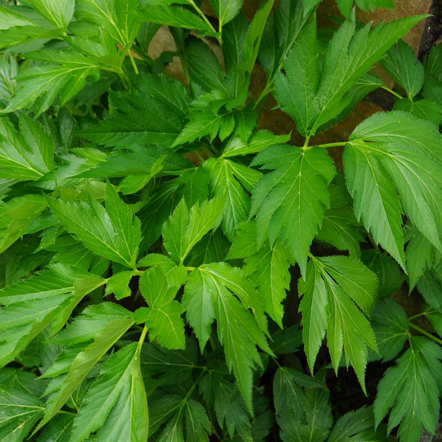 La planta japonesa que regenera el cuerpo