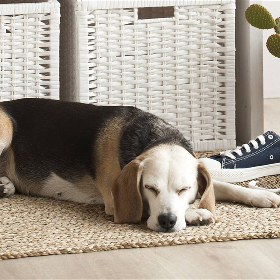 5 cosas que puedes hacer por los animales estas Navidades
