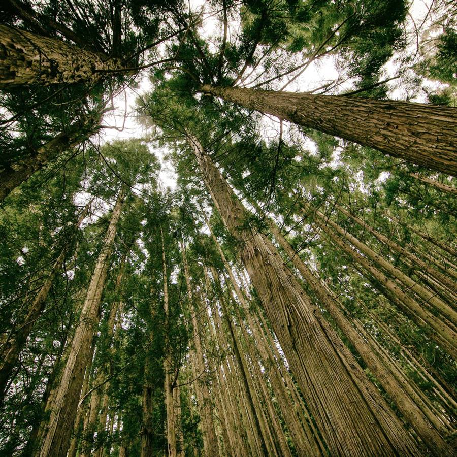 La ciencia ha descubierto por qué el bosque te relaja