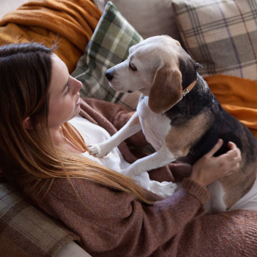 La muerte de los beagles de experimentación se puede evitar