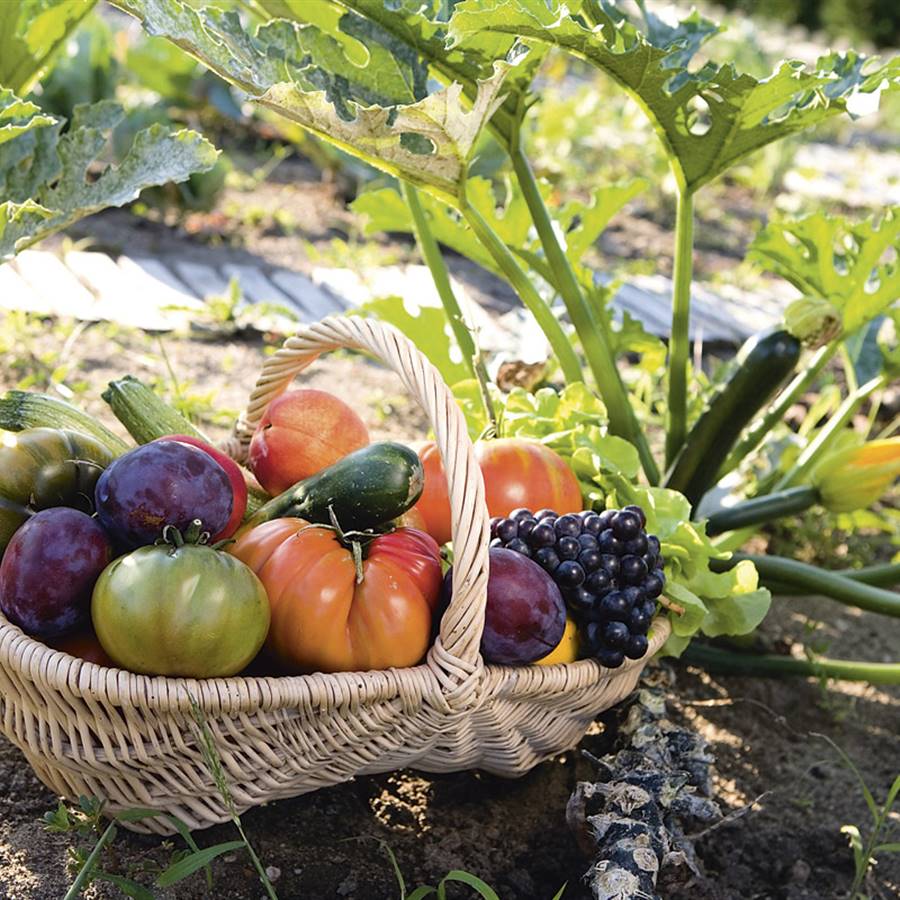 beneficios alimentos ecológicos