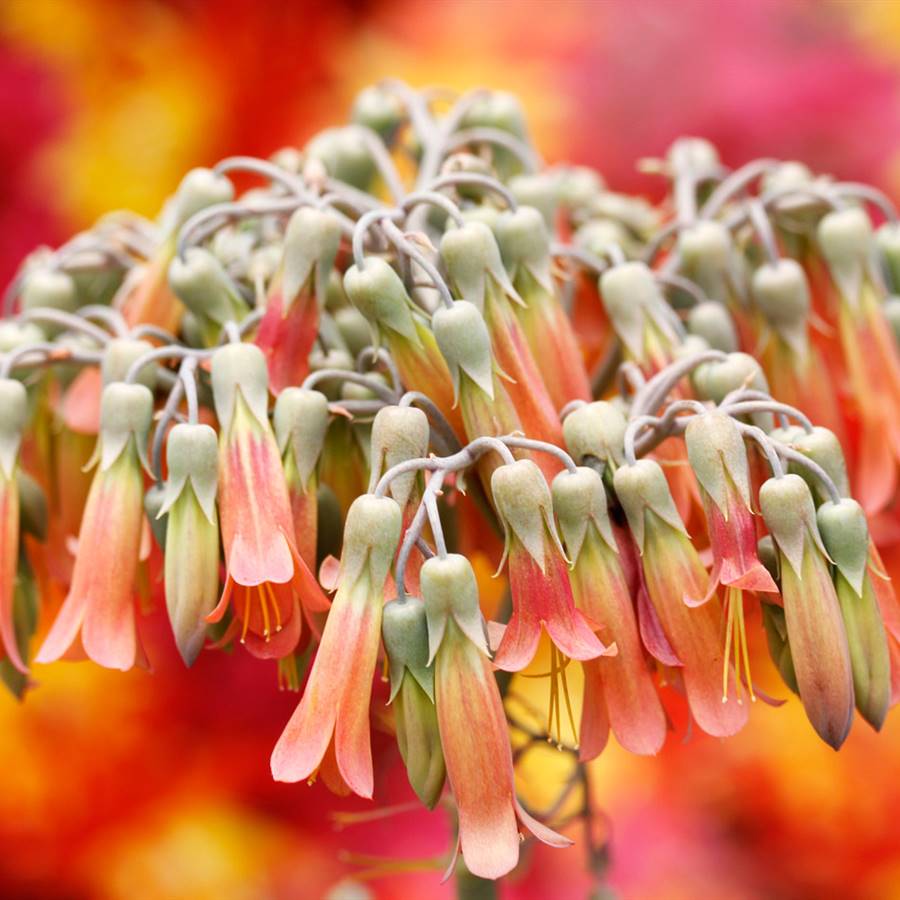 Calanchoe: todo el potencial de una planta en discordia