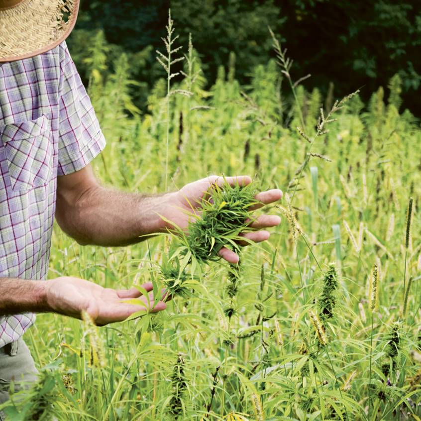 Cannabis medicinal