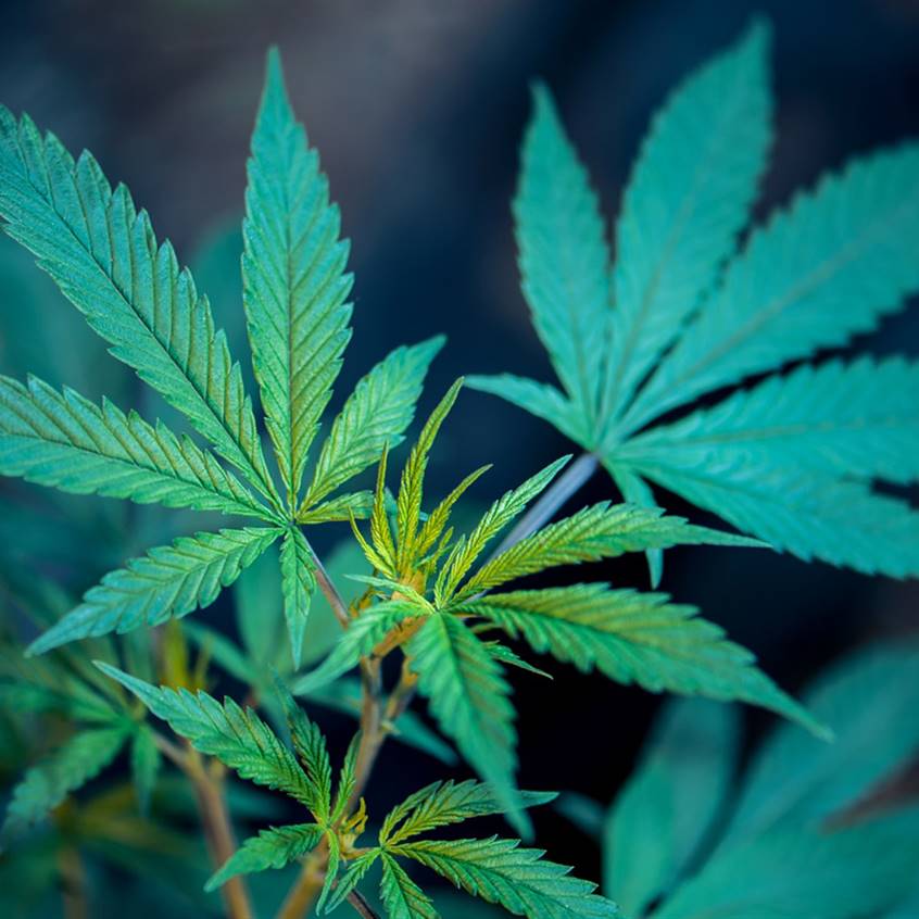 cannabis sativa