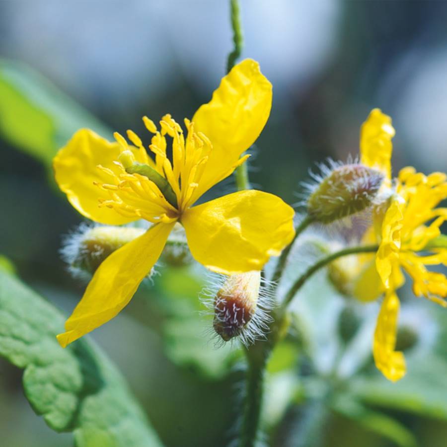 7 plantas tóxicas que sin embargo curan 