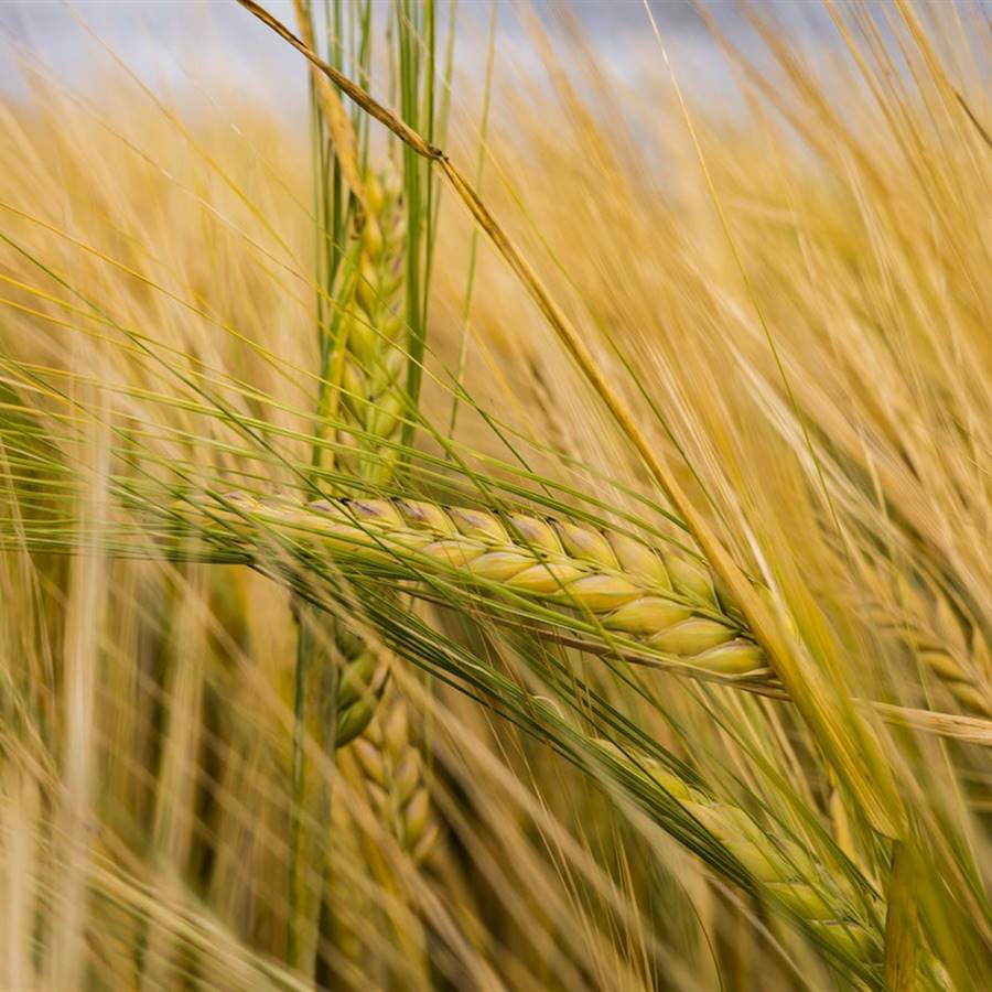 Siembra abonos verdes y tu huerto te lo agradecerá en primavera