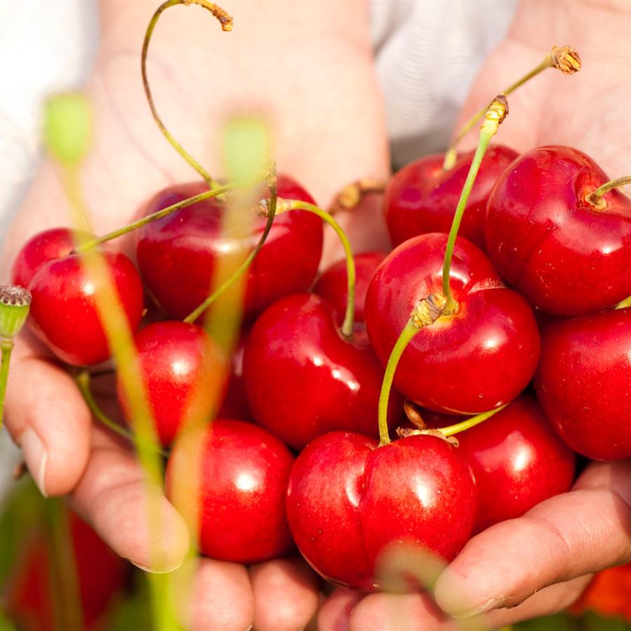 Comer alimentos fuera de temporada podría engordar