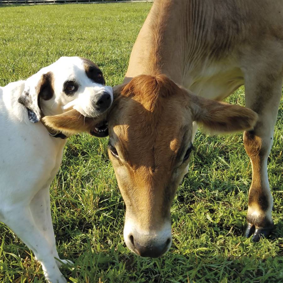 ¡A los amigos no te los comes! Aunque tengan 4 patas