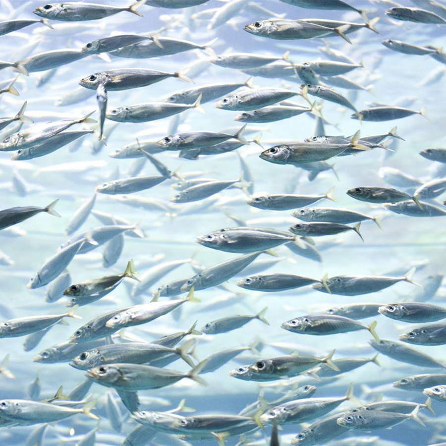 5 buenas razones para dejar de comer pescado