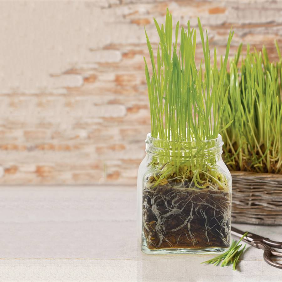 ¡A tope de clorofila! Cultivar tu propia hierba de trigo en casa es fácil