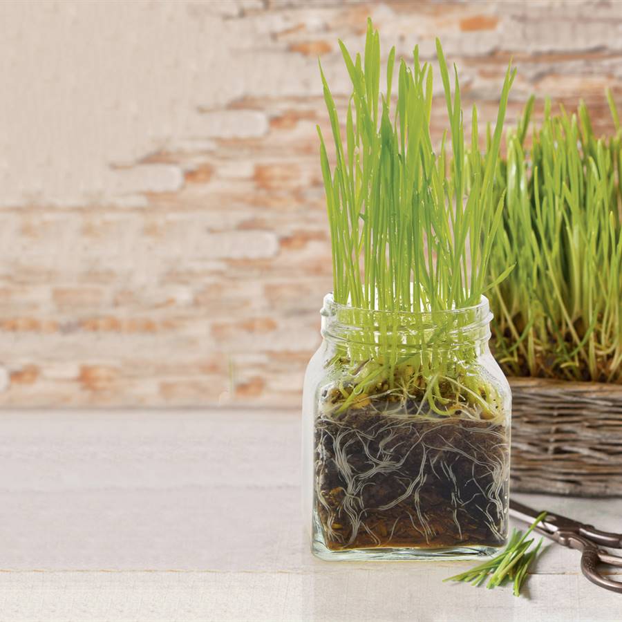 Cómo cultivar hierba de trigo