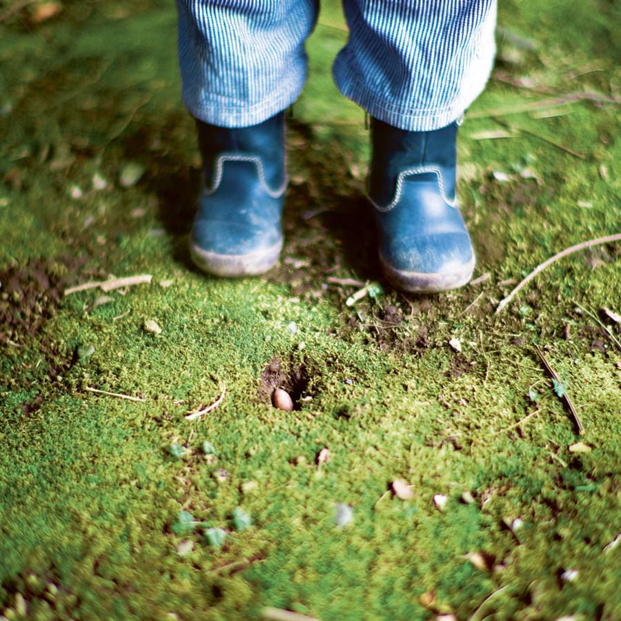 Cómo plantar un árbol en 5 pasos