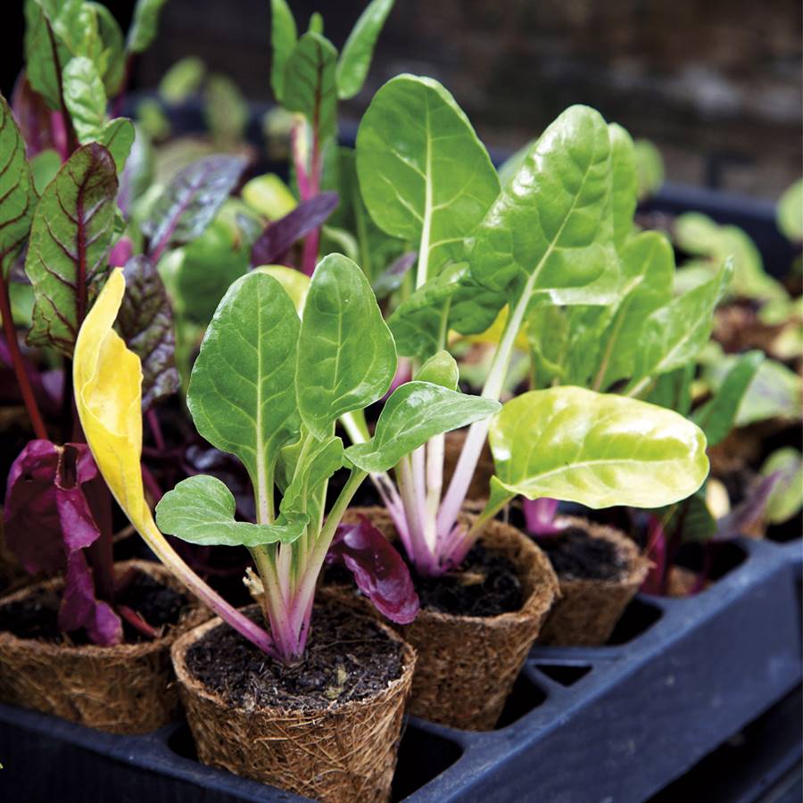 Planta acelgas en tu casa: aprende a cultivarlas en macetas