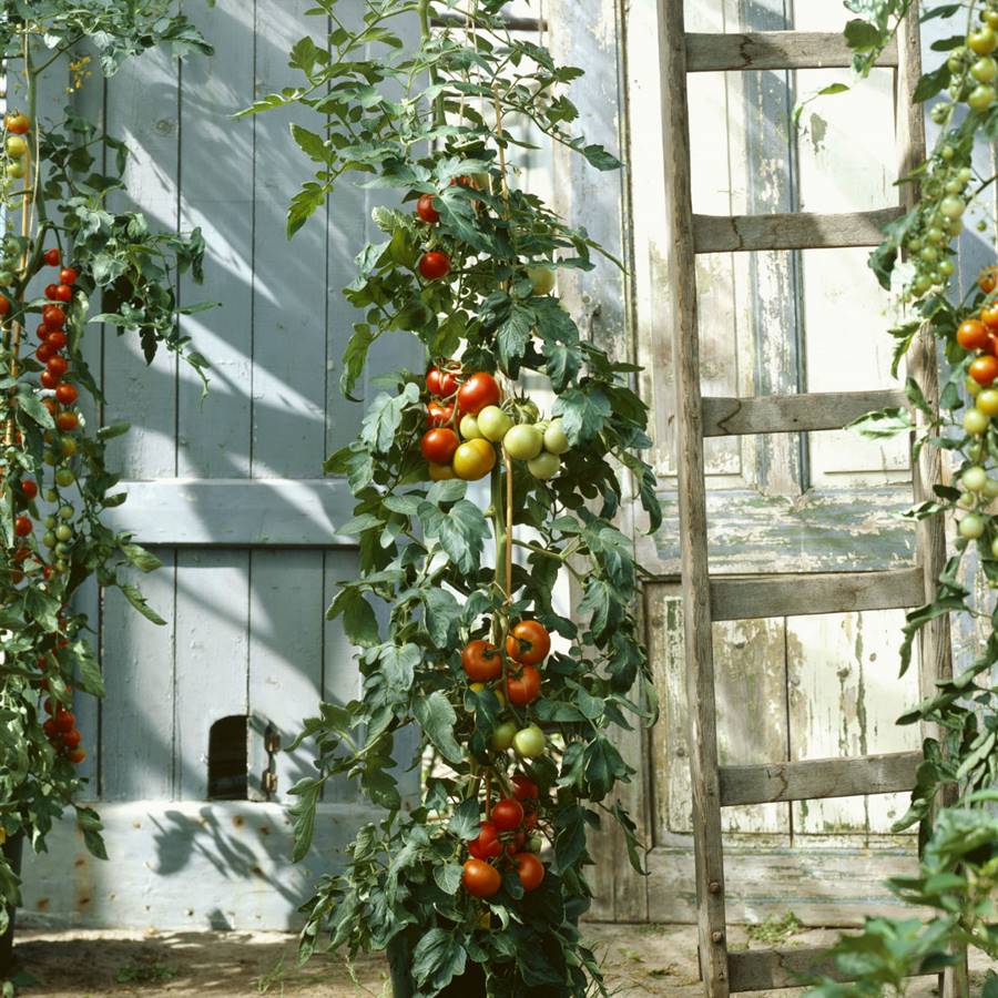 Cultiva tus propias semillas de tomate 